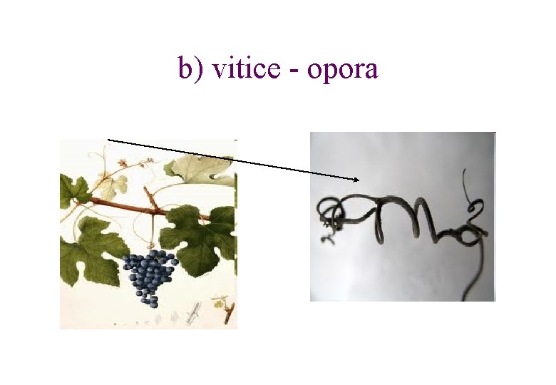 b) vitice - opora 