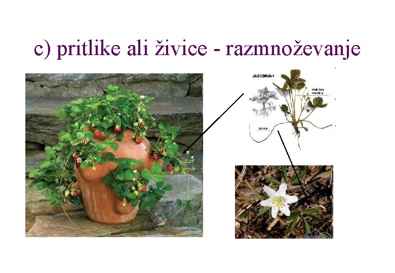 c) pritlike ali živice - razmnoževanje 