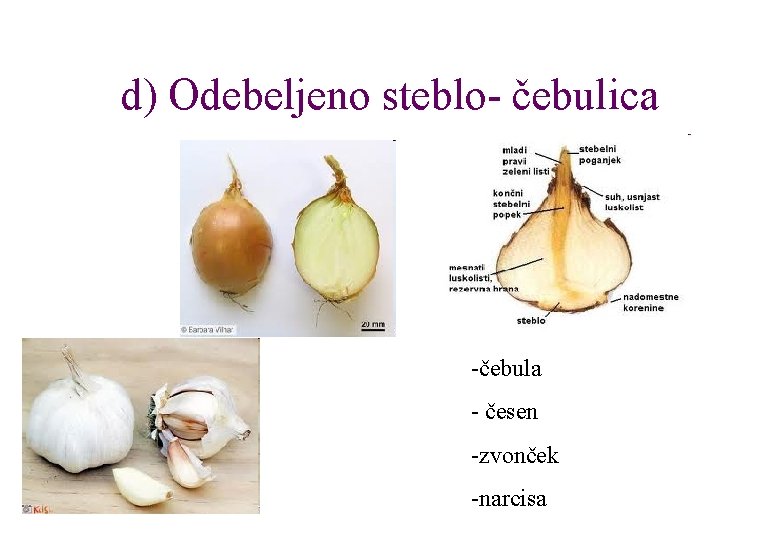 d) Odebeljeno steblo- čebulica -čebula - česen -zvonček -narcisa 