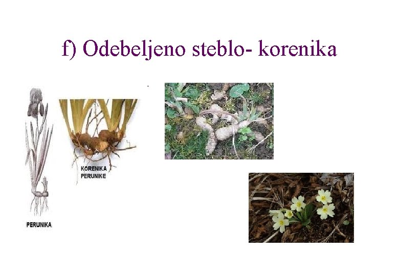 f) Odebeljeno steblo- korenika 