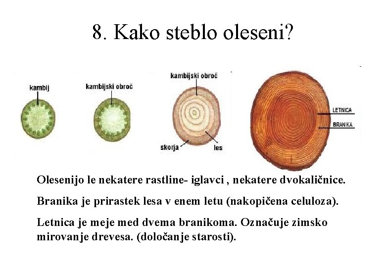 8. Kako steblo oleseni? Olesenijo le nekatere rastline- iglavci , nekatere dvokaličnice. Branika je