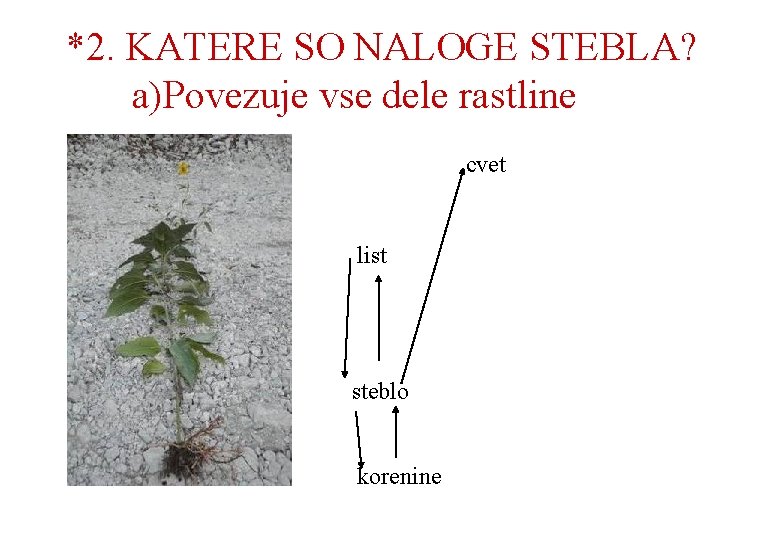 *2. KATERE SO NALOGE STEBLA? a)Povezuje vse dele rastline cvet list steblo korenine 