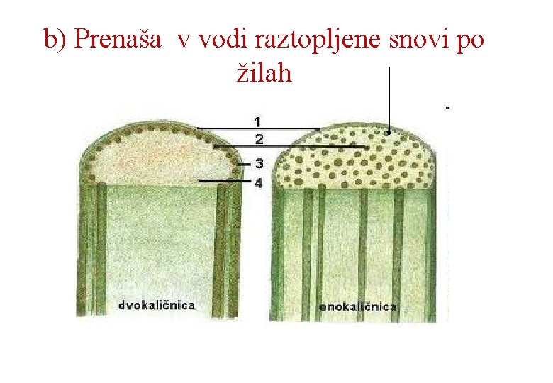 b) Prenaša v vodi raztopljene snovi po žilah 