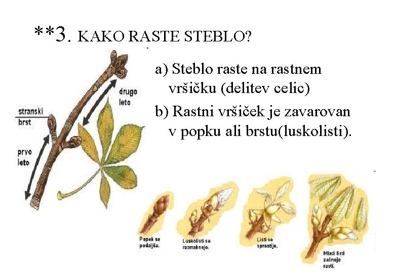 **3. KAKO RASTE STEBLO? a) Steblo raste na rastnem vršičku (delitev celic) b) Rastni