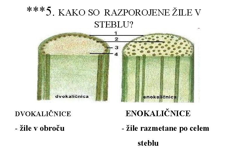 ***5. KAKO SO RAZPOROJENE ŽILE V STEBLU? DVOKALIČNICE - žile v obroču ENOKALIČNICE -