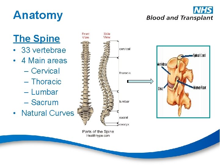 Anatomy The Spine • 33 vertebrae • 4 Main areas – Cervical – Thoracic