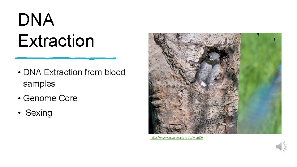 DNA Extraction 2 • DNA Extraction from blood samples • Genome Core • Sexing