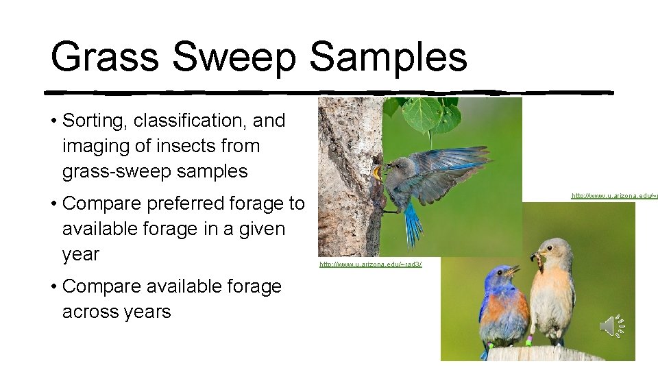 Grass Sweep Samples • Sorting, classification, and imaging of insects from grass-sweep samples •