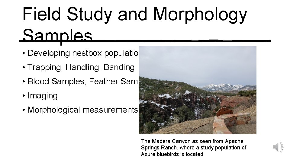 Field Study and Morphology Samples • Developing nestbox populations • Trapping, Handling, Banding •