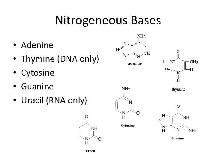 Nitrogeneous Bases • • • Adenine Thymine (DNA only) Cytosine Guanine Uracil (RNA only)