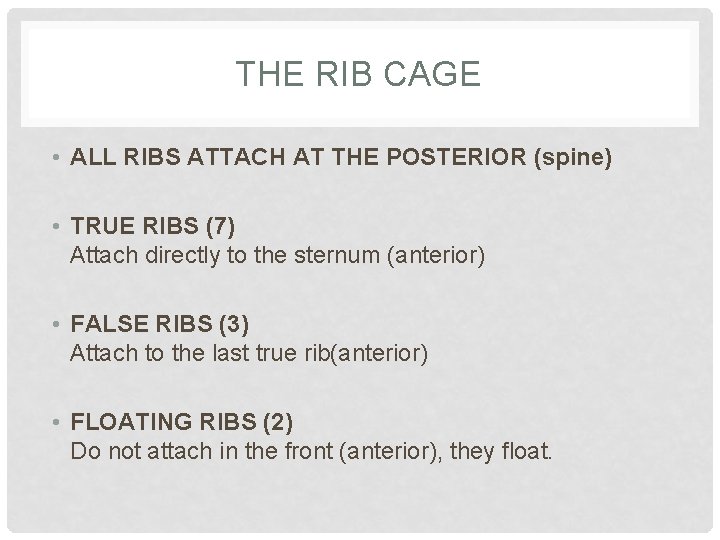 THE RIB CAGE • ALL RIBS ATTACH AT THE POSTERIOR (spine) • TRUE RIBS