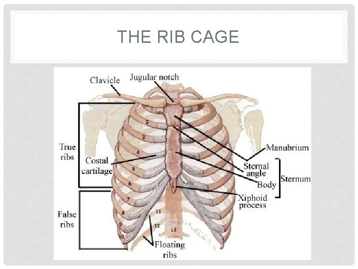 THE RIB CAGE 