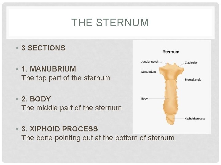 THE STERNUM • 3 SECTIONS • 1. MANUBRIUM The top part of the sternum.
