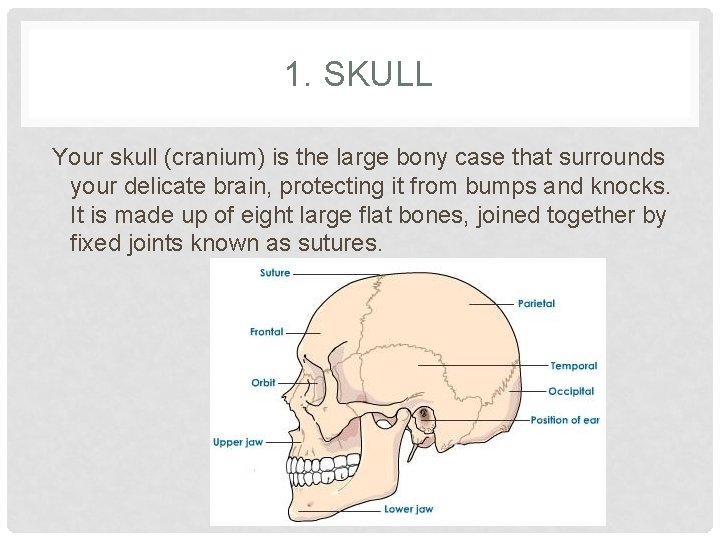 1. SKULL Your skull (cranium) is the large bony case that surrounds your delicate