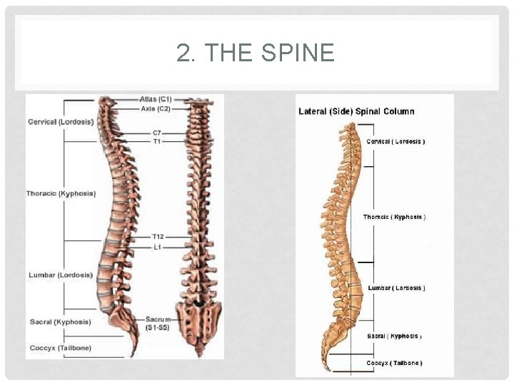 2. THE SPINE 