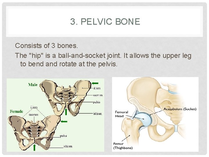 3. PELVIC BONE Consists of 3 bones. The "hip" is a ball-and-socket joint. It