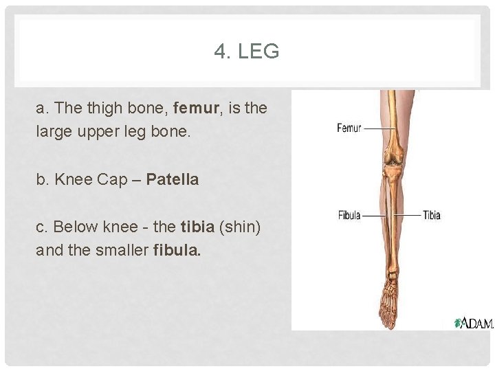 4. LEG a. The thigh bone, femur, is the large upper leg bone. b.