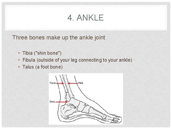 BONES Skeletal System The skeletal system bones and