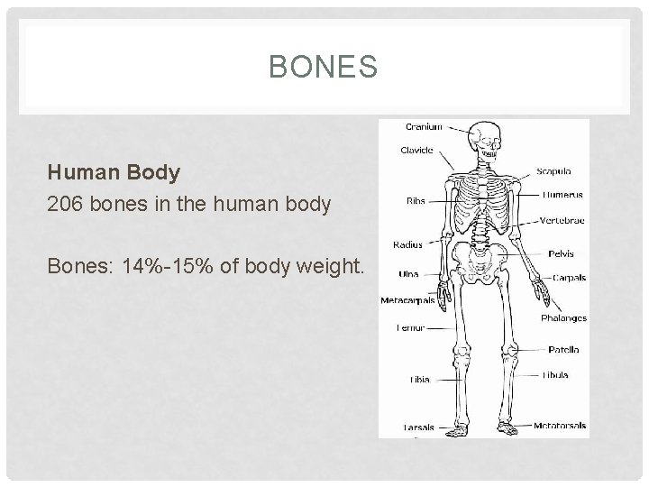 BONES Human Body 206 bones in the human body Bones: 14%-15% of body weight.