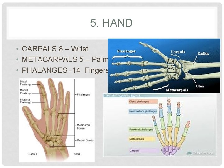 5. HAND • CARPALS 8 – Wrist • METACARPALS 5 – Palm • PHALANGES