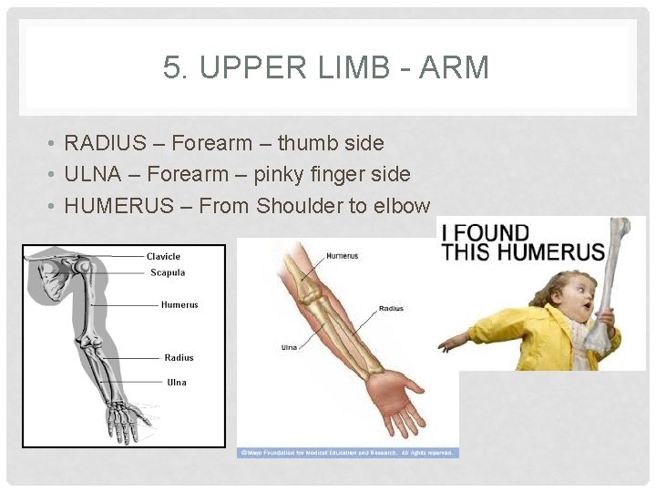 5. UPPER LIMB - ARM • RADIUS – Forearm – thumb side • ULNA