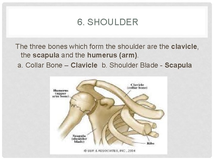 6. SHOULDER The three bones which form the shoulder are the clavicle, the scapula