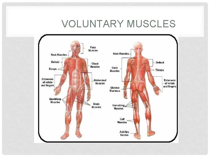 VOLUNTARY MUSCLES 