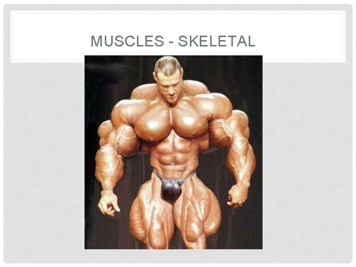MUSCLES - SKELETAL 
