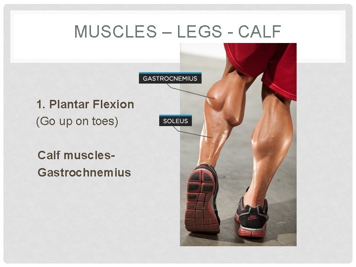 MUSCLES – LEGS - CALF 1. Plantar Flexion (Go up on toes) Calf muscles.
