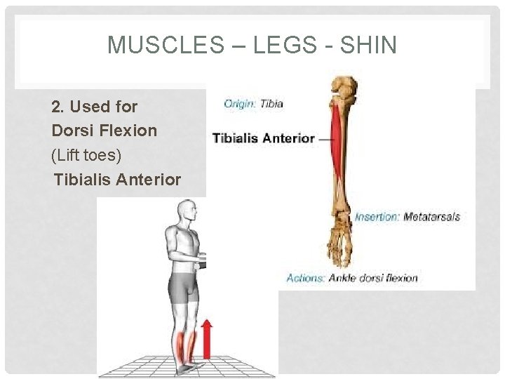 MUSCLES – LEGS - SHIN 2. Used for Dorsi Flexion (Lift toes) Tibialis Anterior