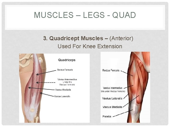 MUSCLES – LEGS - QUAD 3. Quadricept Muscles – (Anterior) Used For Knee Extension