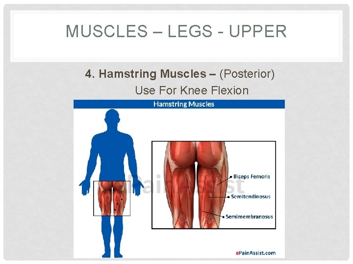 MUSCLES – LEGS - UPPER 4. Hamstring Muscles – (Posterior) Use For Knee Flexion