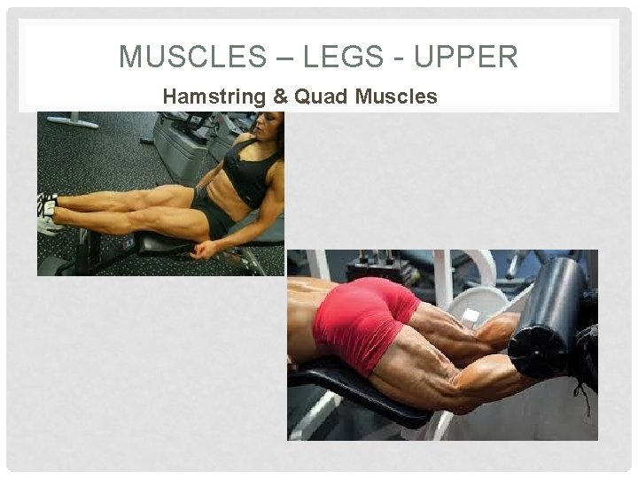 MUSCLES – LEGS - UPPER Hamstring & Quad Muscles 