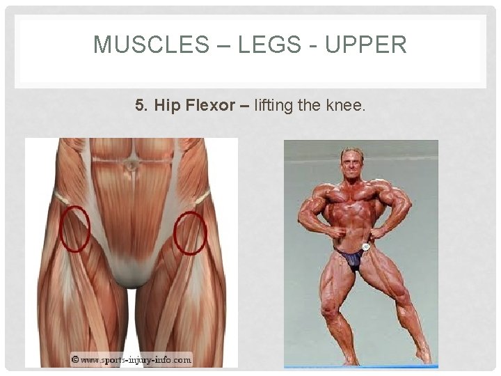 MUSCLES – LEGS - UPPER 5. Hip Flexor – lifting the knee. 