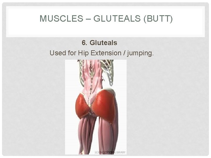 MUSCLES – GLUTEALS (BUTT) 6. Gluteals Used for Hip Extension / jumping. 