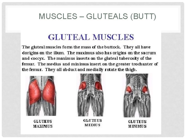 MUSCLES – GLUTEALS (BUTT) 