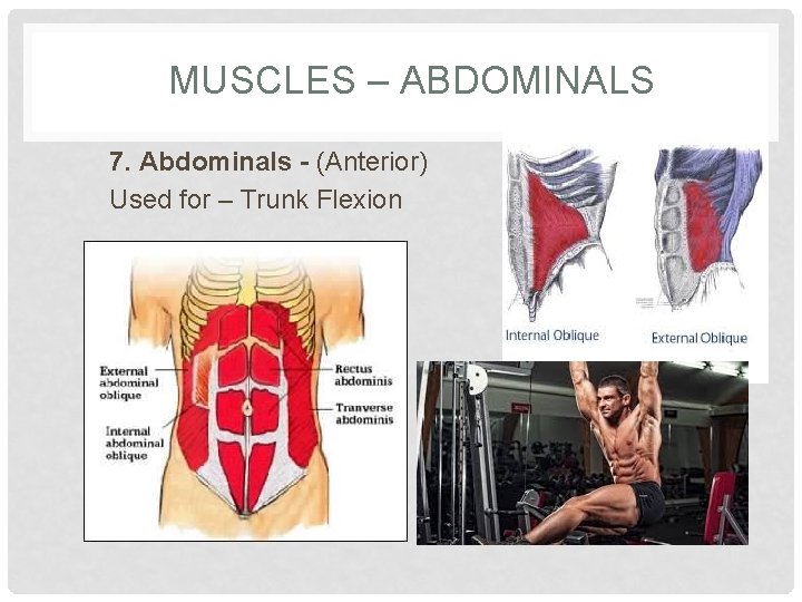 MUSCLES – ABDOMINALS 7. Abdominals - (Anterior) Used for – Trunk Flexion 