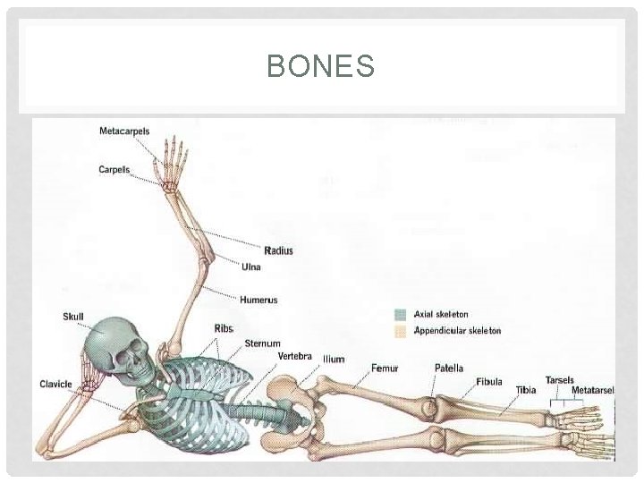 BONES 