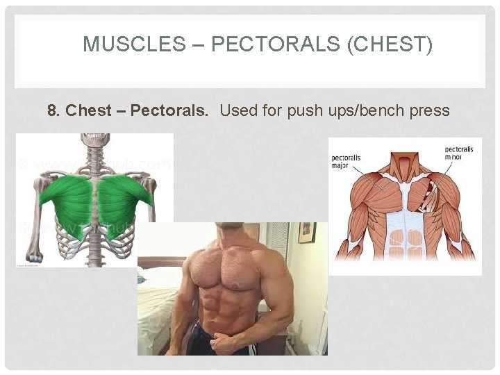 MUSCLES – PECTORALS (CHEST) 8. Chest – Pectorals. Used for push ups/bench press 