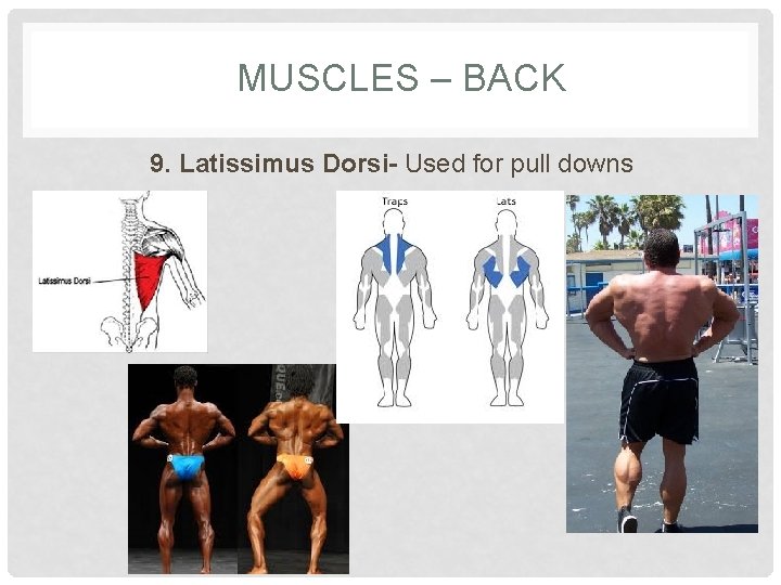 MUSCLES – BACK 9. Latissimus Dorsi- Used for pull downs 