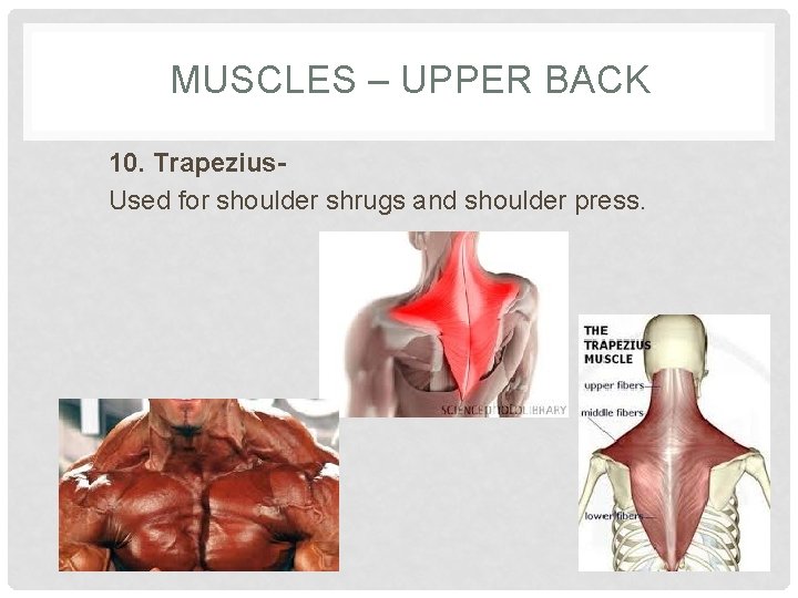 MUSCLES – UPPER BACK 10. Trapezius. Used for shoulder shrugs and shoulder press. 