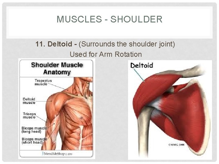 MUSCLES - SHOULDER 11. Deltoid - (Surrounds the shoulder joint) Used for Arm Rotation