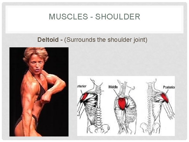 MUSCLES - SHOULDER Deltoid - (Surrounds the shoulder joint) 