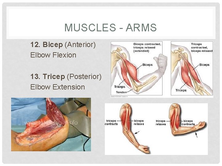 MUSCLES - ARMS 12. Bicep (Anterior) Elbow Flexion 13. Tricep (Posterior) Elbow Extension 