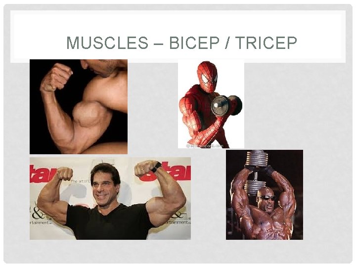 MUSCLES – BICEP / TRICEP 
