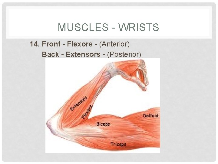 MUSCLES - WRISTS 14. Front - Flexors - (Anterior) Back - Extensors - (Posterior)