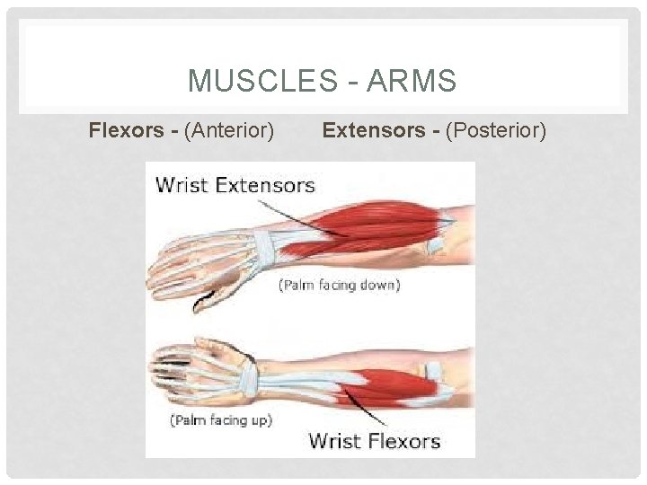 MUSCLES - ARMS Flexors - (Anterior) Extensors - (Posterior) 