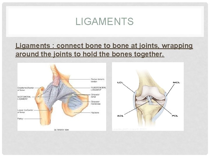 LIGAMENTS Ligaments : connect bone to bone at joints, wrapping around the joints to