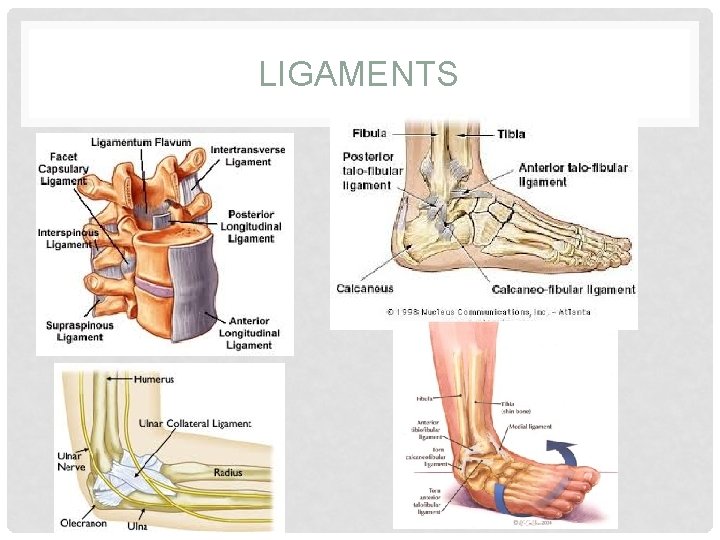 LIGAMENTS 