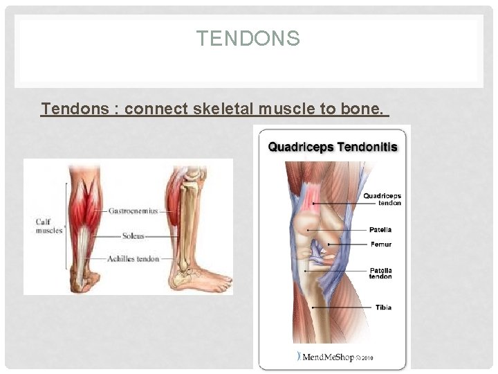 TENDONS Tendons : connect skeletal muscle to bone. 